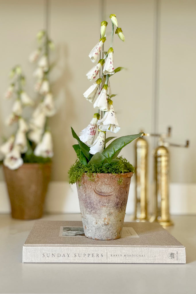 Faux Foxglove In Aged Terracotta Pot With Moss