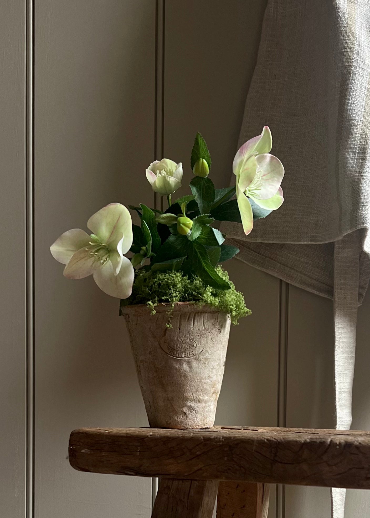 Pale Green Hellebores In Aged Terracotta Pot.