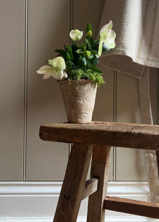 Pale Green Hellebores In Aged Terracotta Pot.