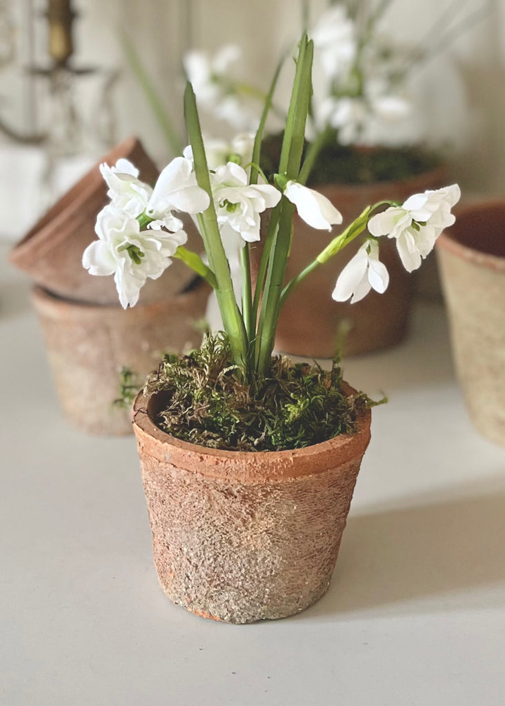 Faux Snowdrops In Small Aged Terracotta Pot.