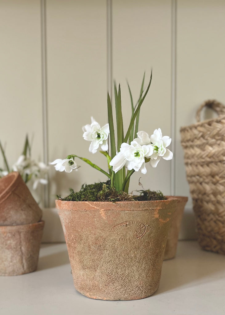 Faux Snowdrops In Large Aged Terracotta Pot.