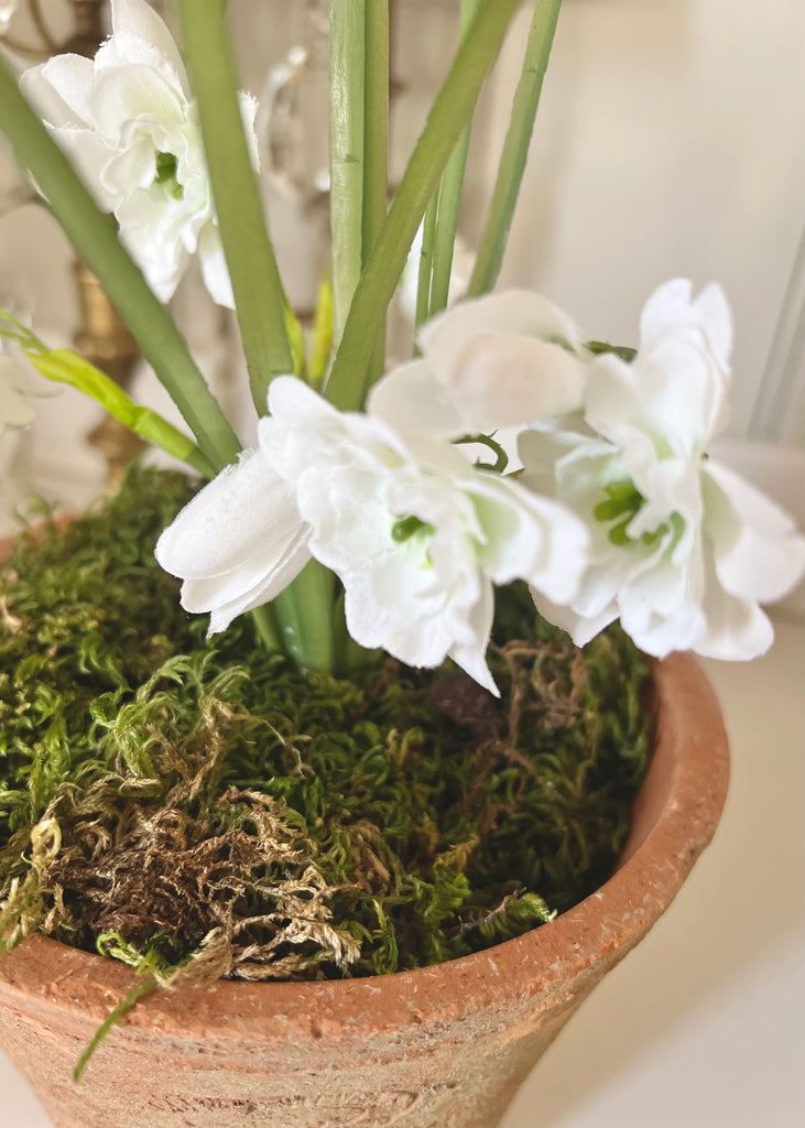 Faux Snowdrops In Large Aged Terracotta Pot.