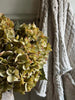 Six Moss Green Autumn Hydrangeas.