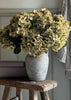 Six Moss Green Autumn Hydrangeas.